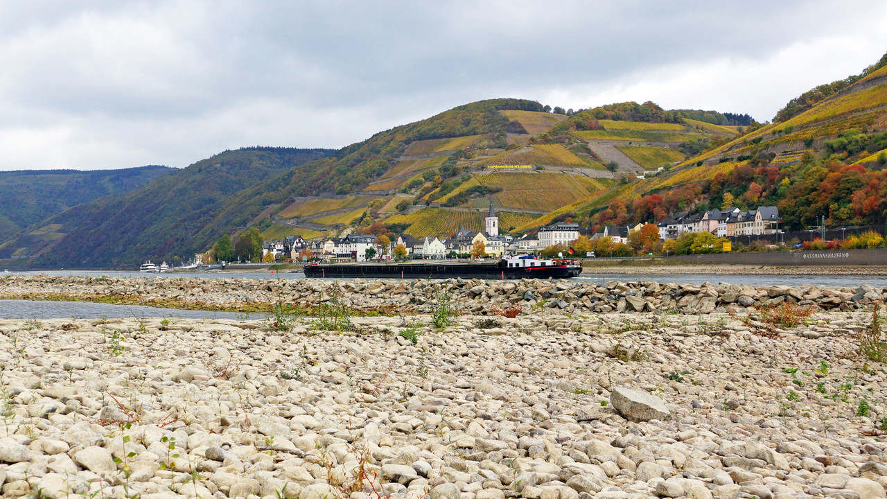Niedrigwasser am Rhein durch Klimawandel, das stark ausgetrocknete Flussbett mit Weinbergen
