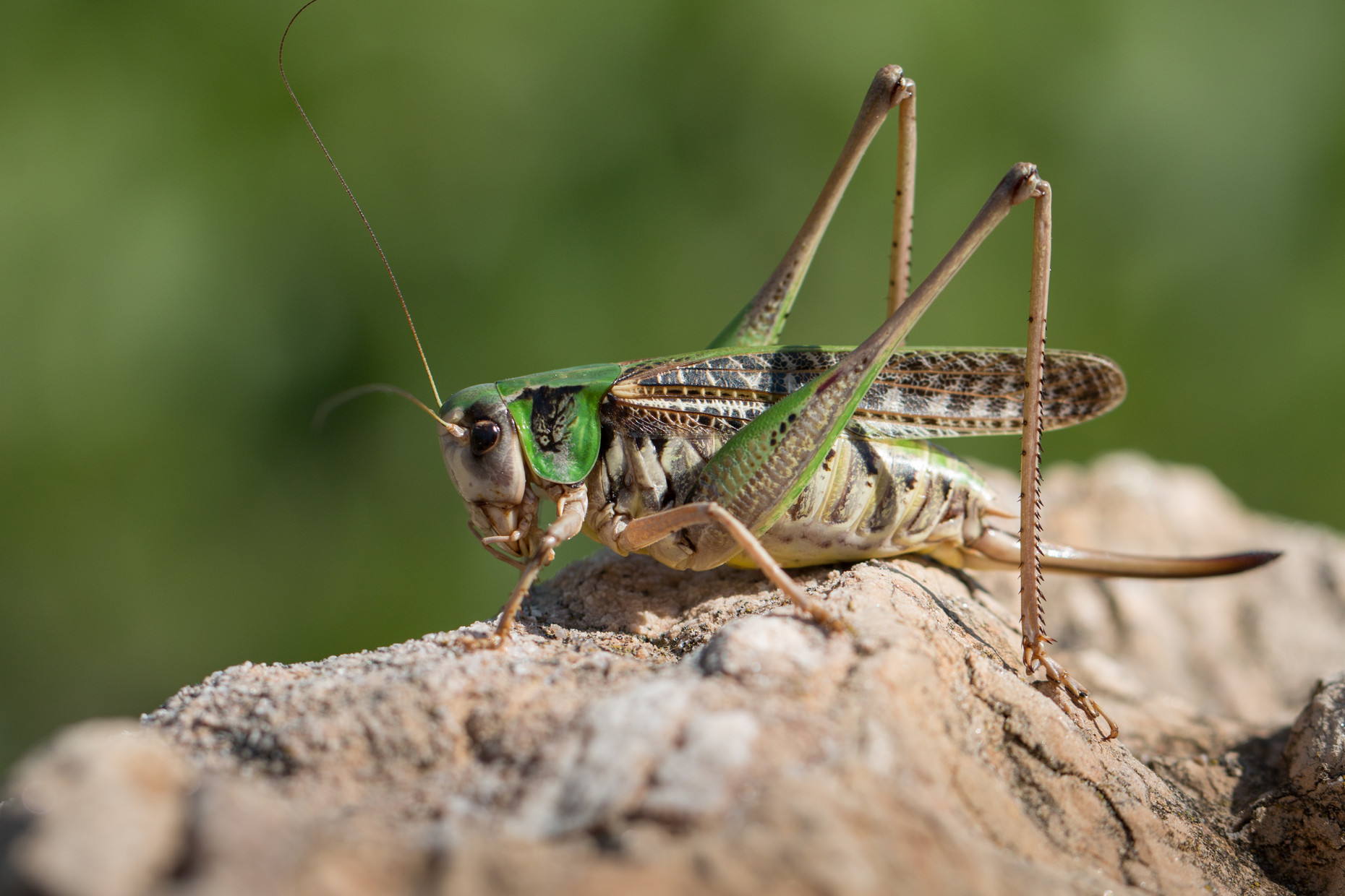 Animal, Animalia, Arthropoda, Besaparski hills protected area, Bulgaria, Bush cricket, Decticus verrucivorus, Europe, Insect, Insecta, Katydid, Long-horned grasshopper, Natura 2000, Nature, Orthoptera, Rhodope mountains, Tettigoniidae, Wart-biter, Wildlife