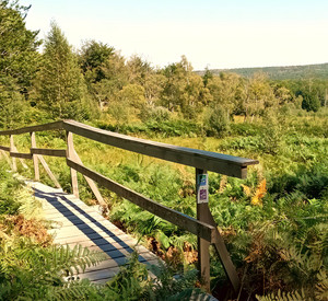 Wanderweg durch Moor im Hunsrück