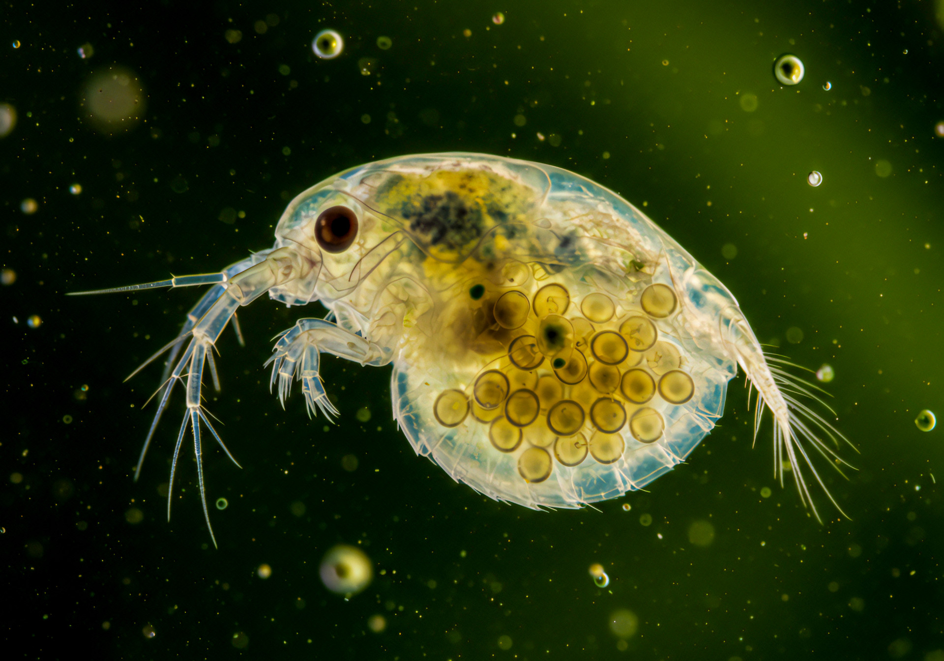 Makroaufnahme Daphnia Magna