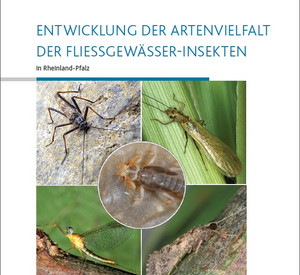 Titelblatt des Berichts Entwicklung der Artenvielfalt der Fließgewässer-Insekten in Rheinland-Pfalz