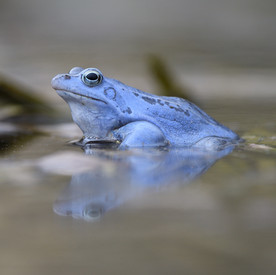 Blauer Moorfrosch in einem Teich