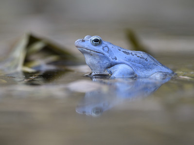 Blauer Moorfrosch in einem Teich