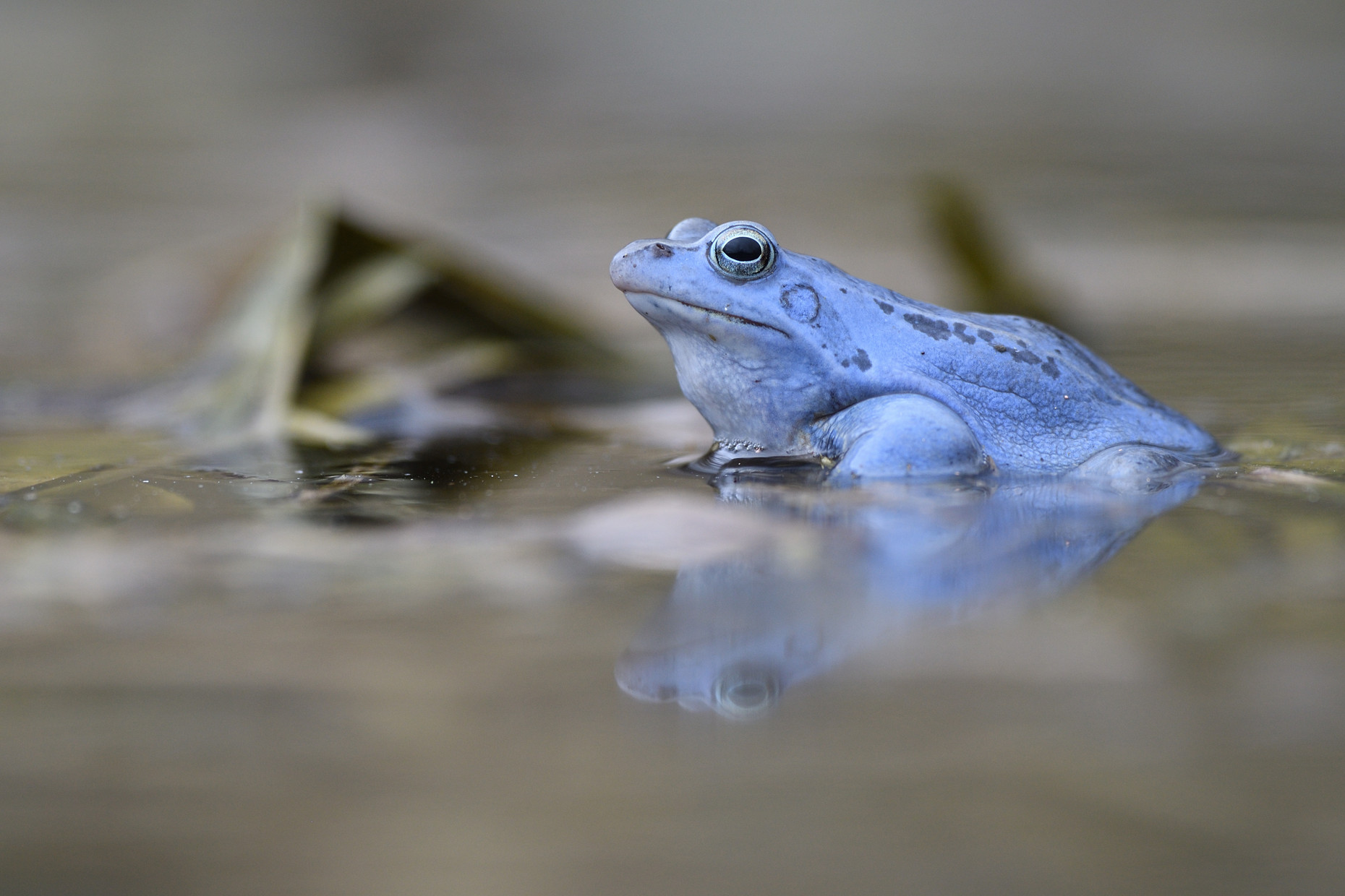 Blauer Moorfrosch in einem Teich