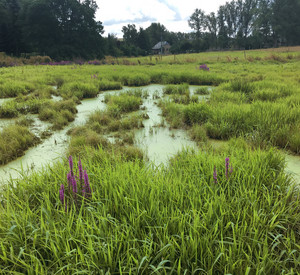 Blick über Feuchtwiese, in der viel Wasser steht und so zurückgehalten wird