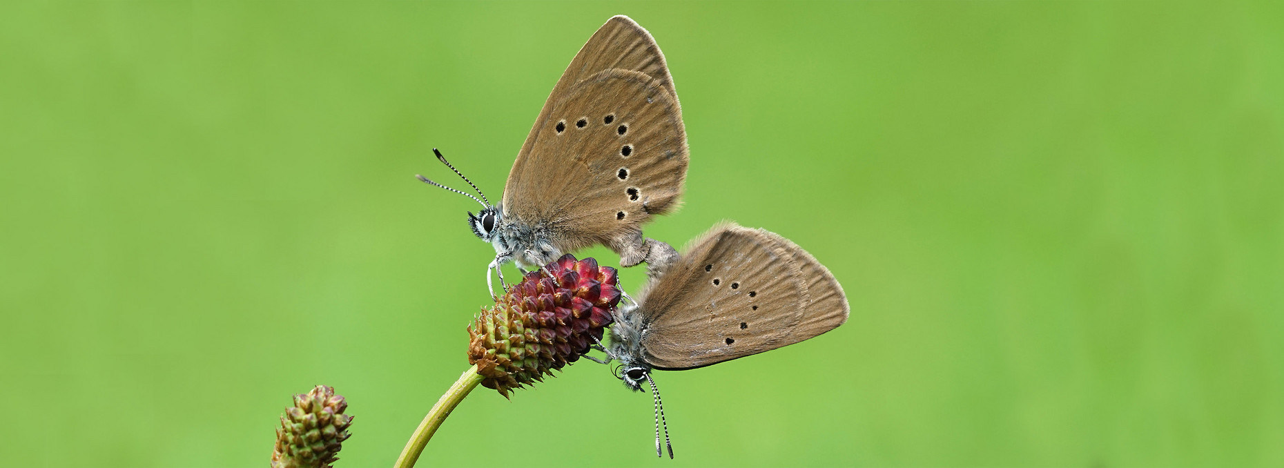 Dunkler Wiesenknopf-Ameistenbläuling bei der Paarung                          