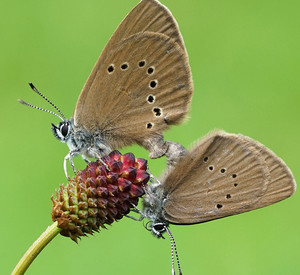 Dunkler Wiesenknopf-Ameistenbläuling bei der Paarung                          