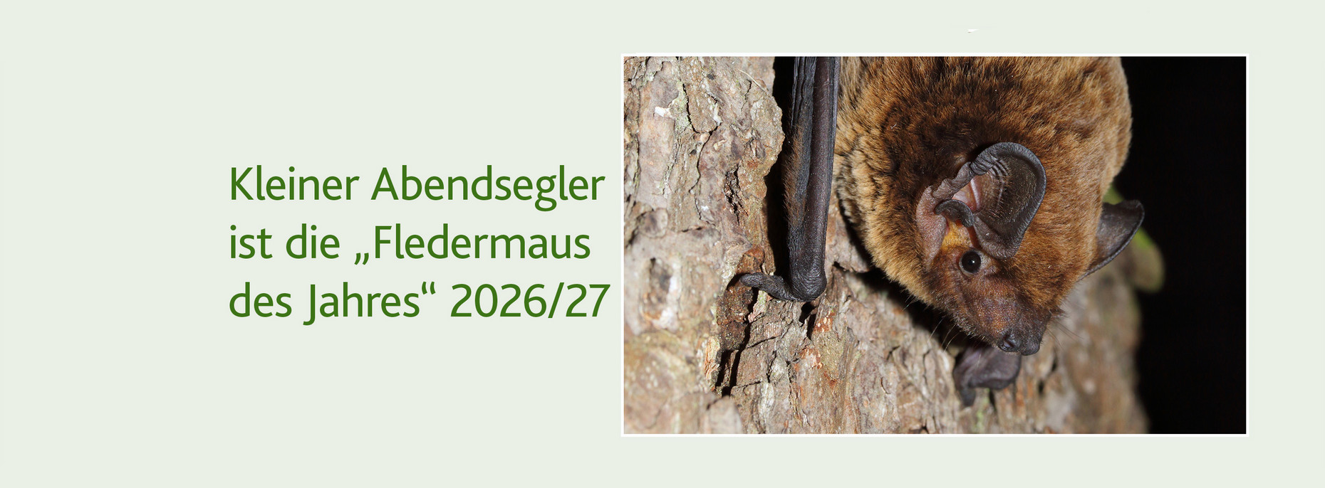 Kleiner Abendsegler an Baumstamm