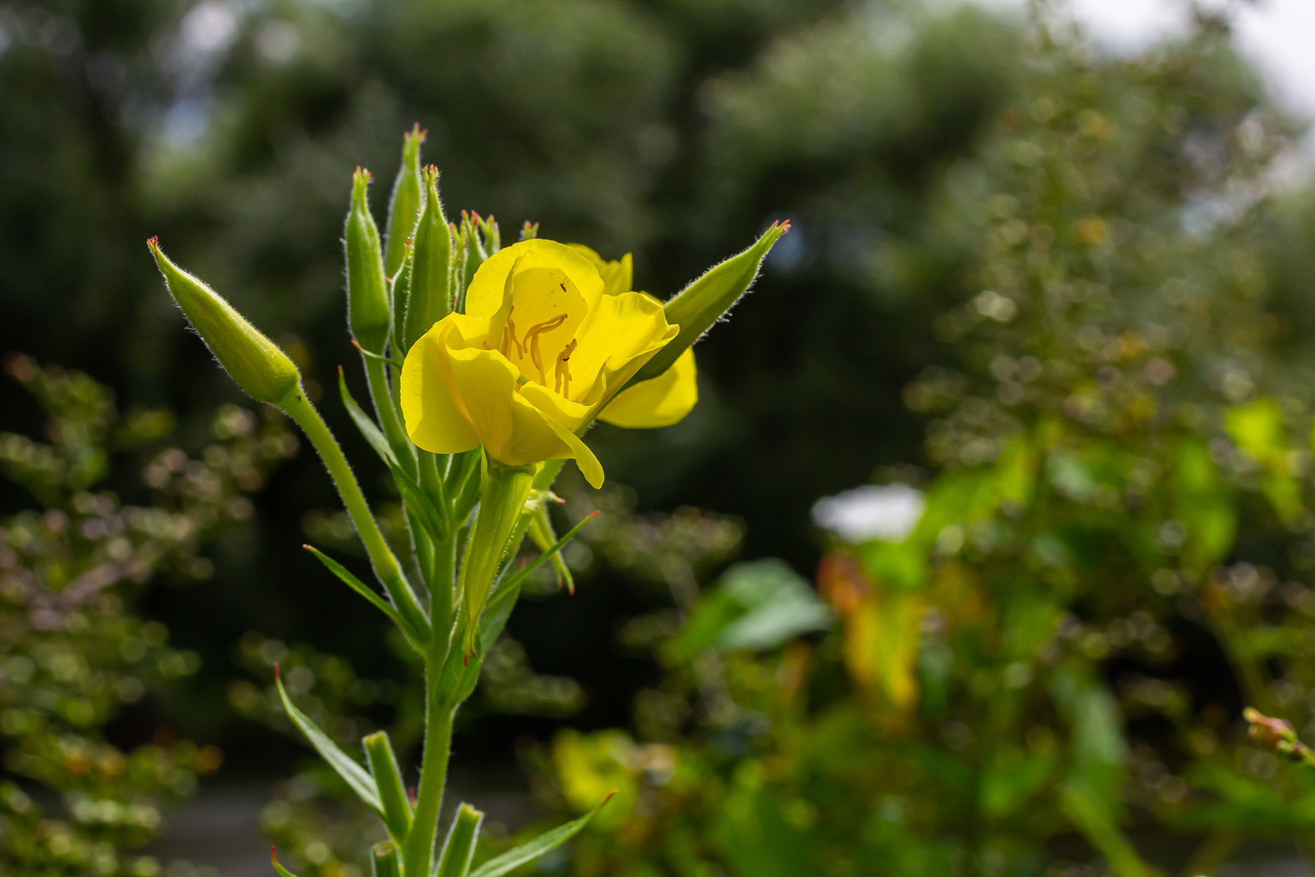 Blüte der Gemeinen Nachtkerze