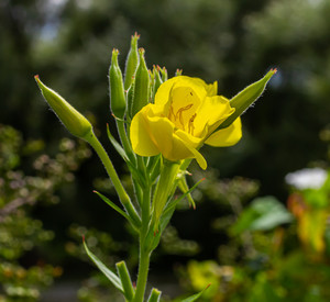 Blüte der Gemeinen Nachtkerze
