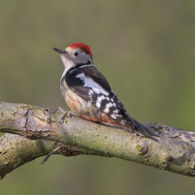 Mittelspecht (Dendrocopos medius)