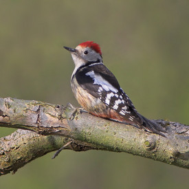 Mittelspecht (Dendrocopos medius)