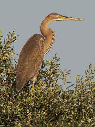 Purpurreiher (Ardea purpurea)