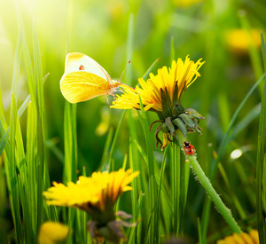 Insekten auf Löwenzahn-Wiese