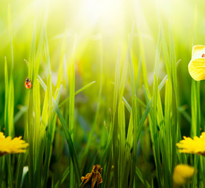 Insekten auf Löwenzahn-Wiese