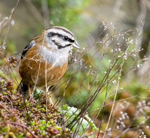 Zippammer (Emberiza cia) Zippammer (Emberiza cia)