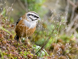 Zippammer (Emberiza cia)   