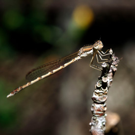 Gemeine Winterlibelle auf einem Ästchen.