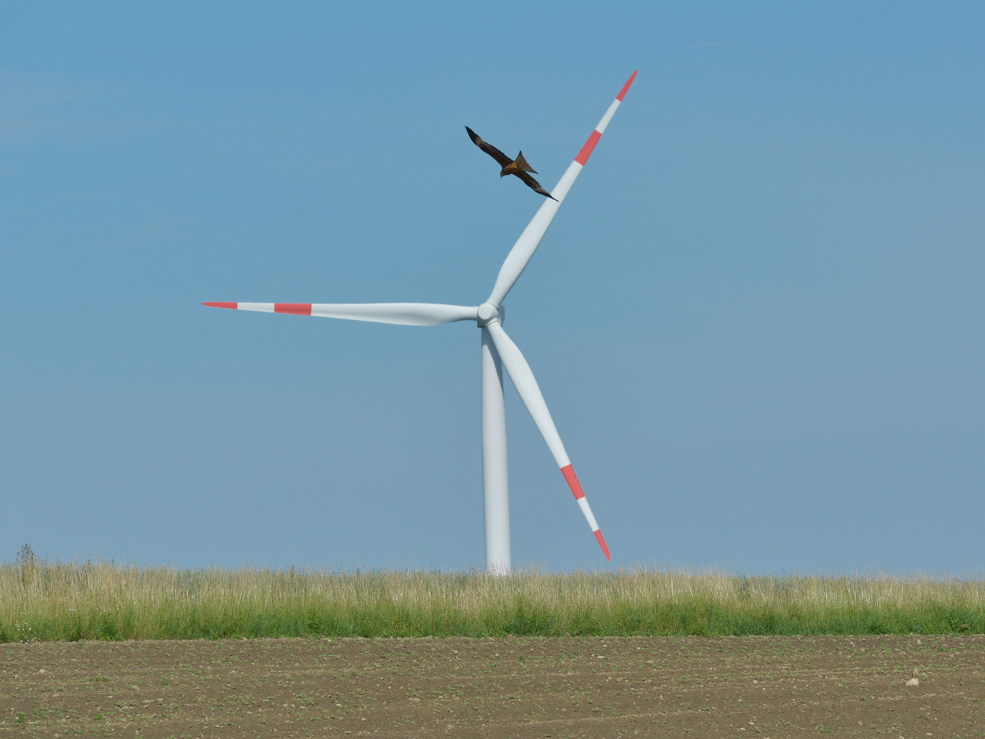 Greifvogel vor einem Windrad