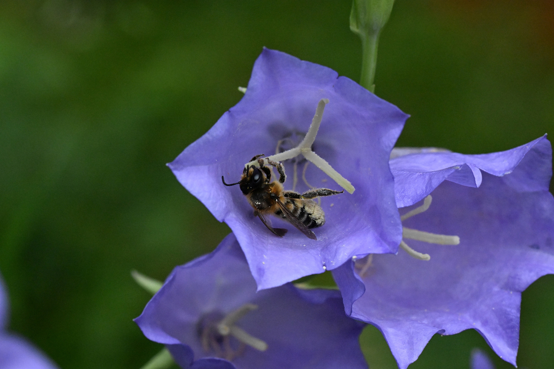 Wildbiene auf violetter Blüte