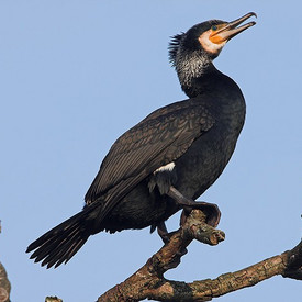 Kormoran auf Ast