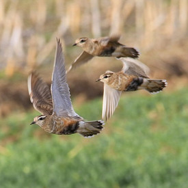 Mornellregenpfeifer (Charadrius morinellus)