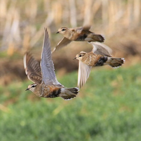 Mornellregenpfeifer (Charadrius morinellus)