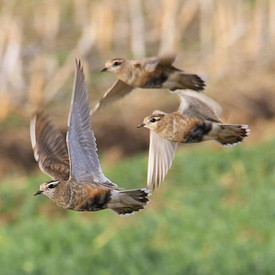 Mornellregenpfeifer (Charadrius morinellus)