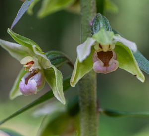 Violet helleborine blossoms in a wooded setting during late spring showcasing delicate pale green flowers among lush foliage Blüten der Orchidee Violette Ständelwurz