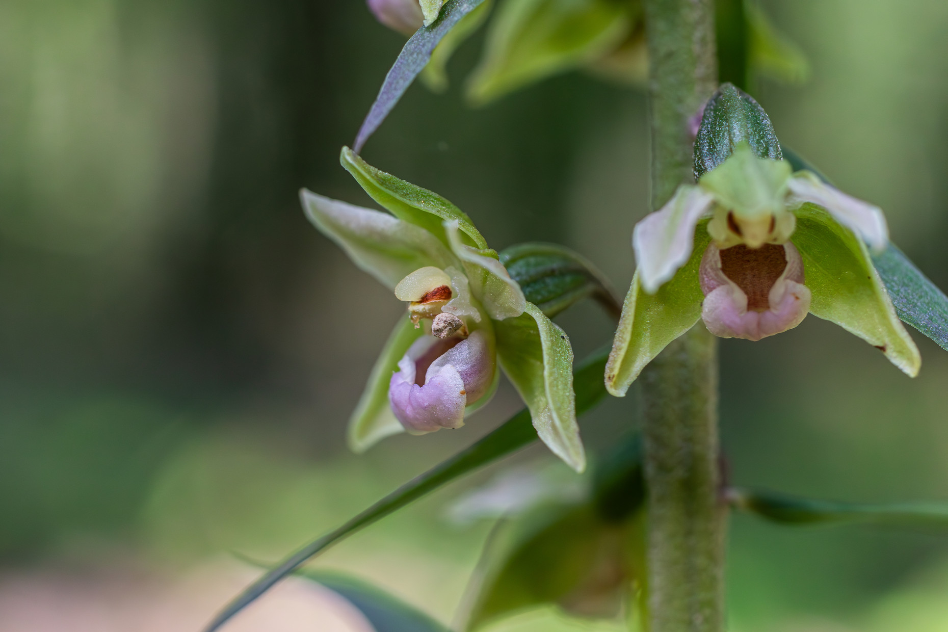 Blüten der Orchidee Violette Ständelwurz