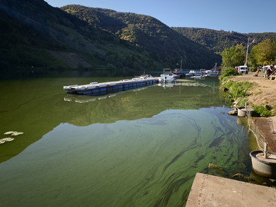 Blaualgen färben das Moselwasser bei Pöhlich grün