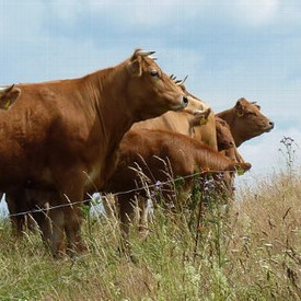 Kühe bei der Beweidung in Mörsdorf