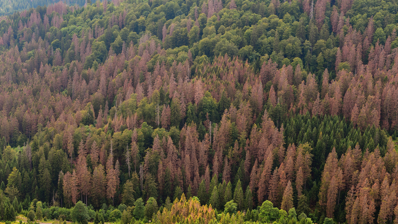 Sichtbare Klimaschäden im Wald