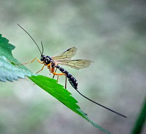 Holzwespen-Schlupfwespe