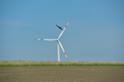 Rotmilan vor Windenergieanlage