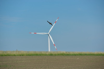 Rotmilan vor Windenergieanlage