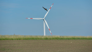 Rotmilan vor Windenergieanlage