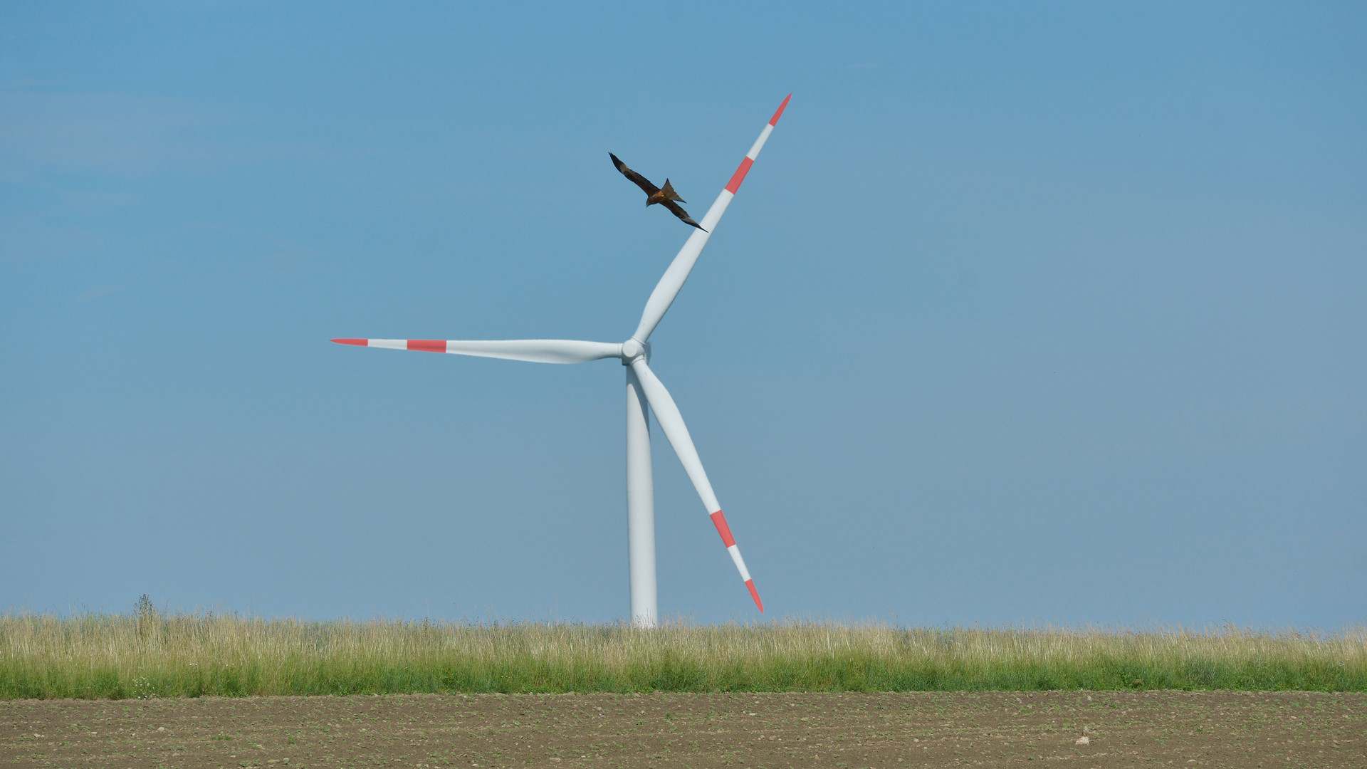 Rotmilan vor Windenergieanlage