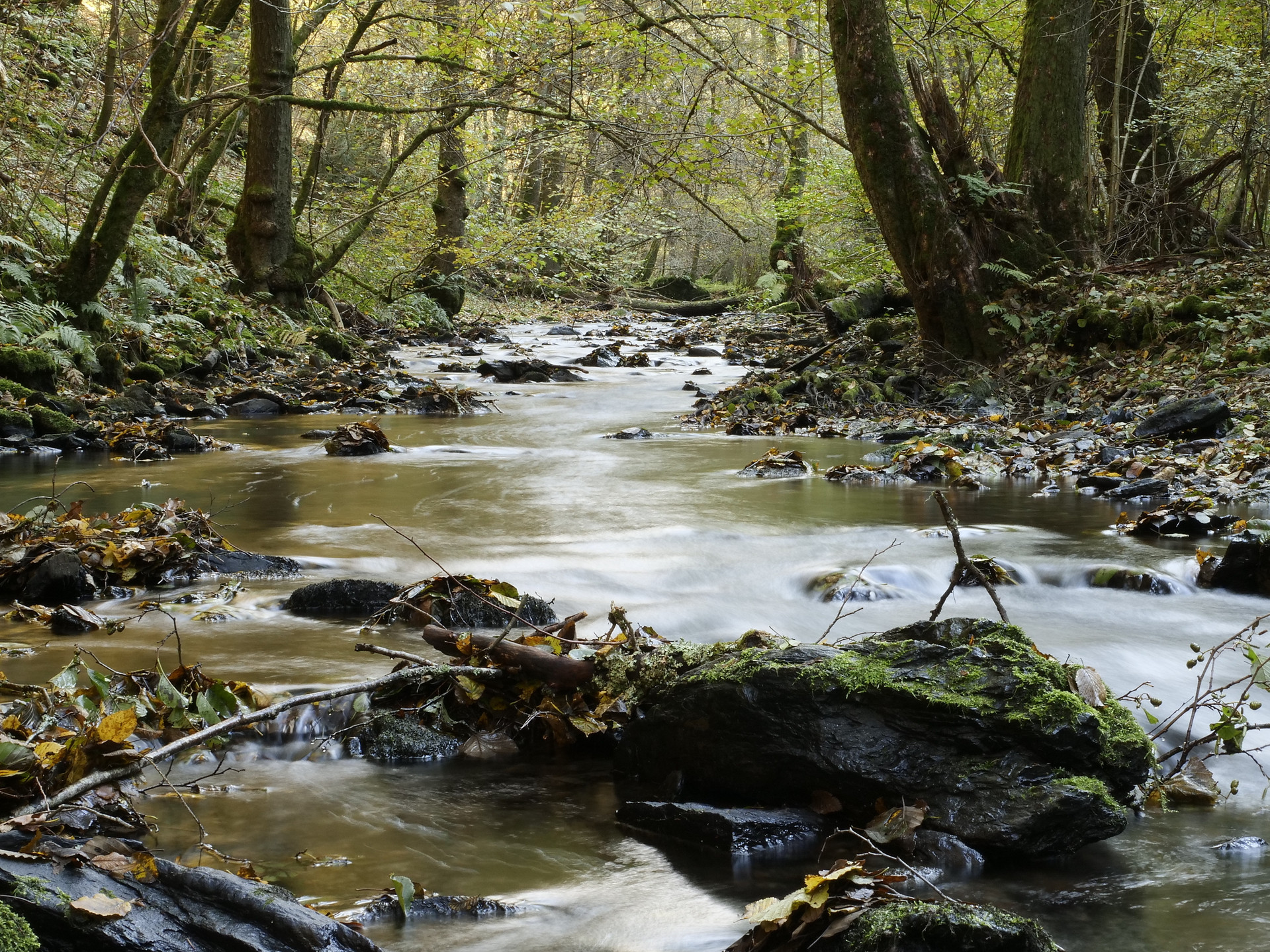 Bach fließt durch Laubwald