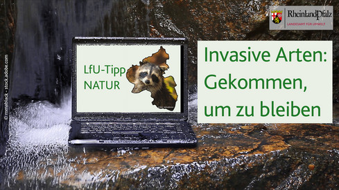 Invasive Arten: Gekommen, um zu bleiben