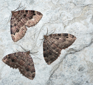 Drei Olivbraune Höhlenspanner auf einer Felswand