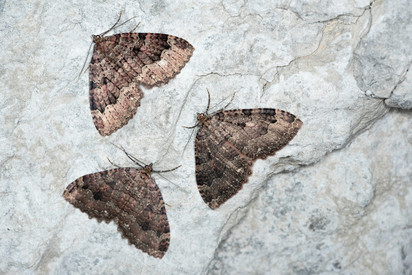 Olivbrauner Höhlenspanner sucht Höhlen zum Überwintern