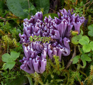 Die Amethystfarbene Wiesenkoralle auf einer Wiese