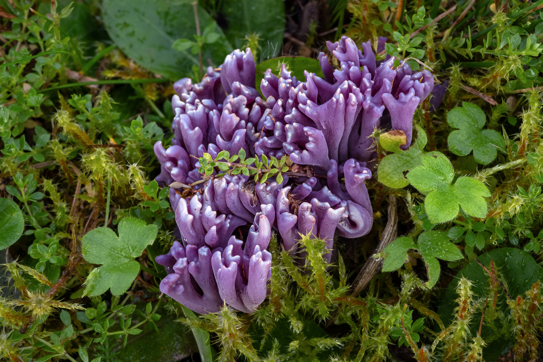 Die Amethystfarbene Wiesenkoralle auf einer Wiese