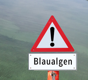 Warnschild Blaualgen