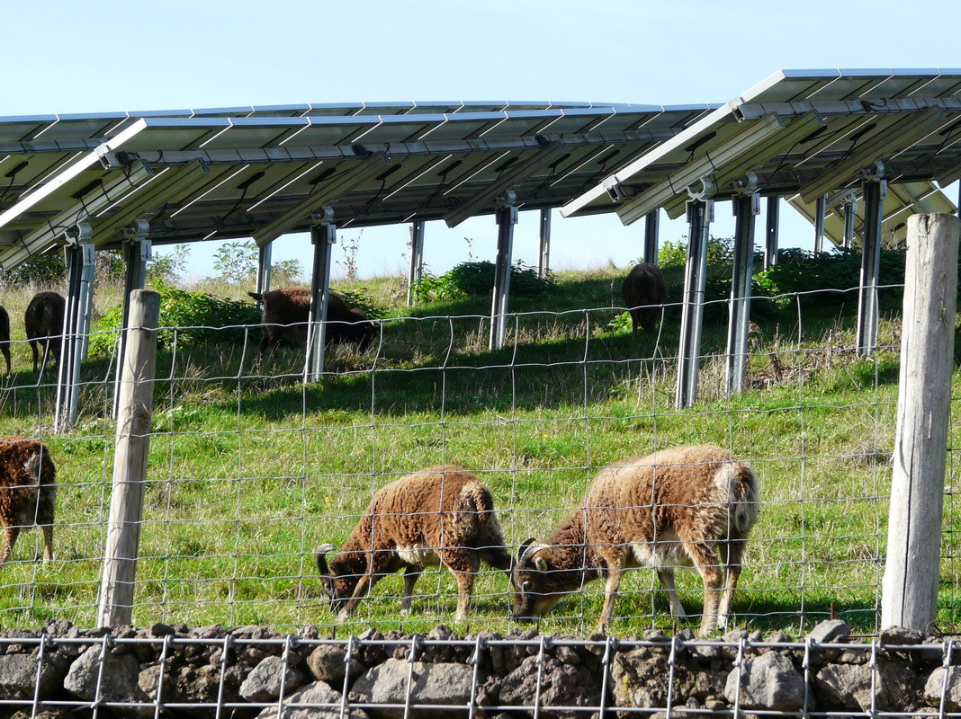 Auf der Deponie grasen Schafe neben einer Photovoltaik-Anlage.