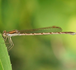 Gemeine Winterlibelle an einem Blatt