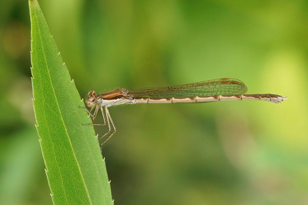 Gemeine Winterlibelle an einem Blatt
