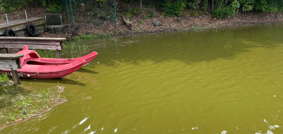 Blaualgen im Postweiher