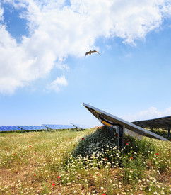 Photovoltaik-Elemente auf artenreicher Wiese mit Vogel